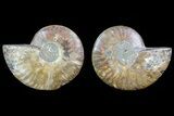 Cut & Polished Ammonite Fossil - Agatized #82295-1